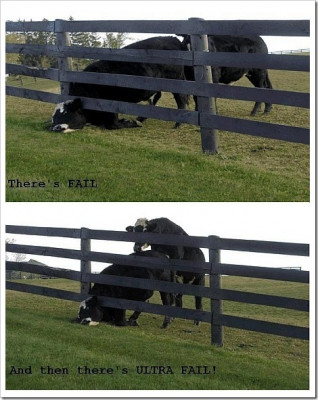 fail-cows[2].jpg